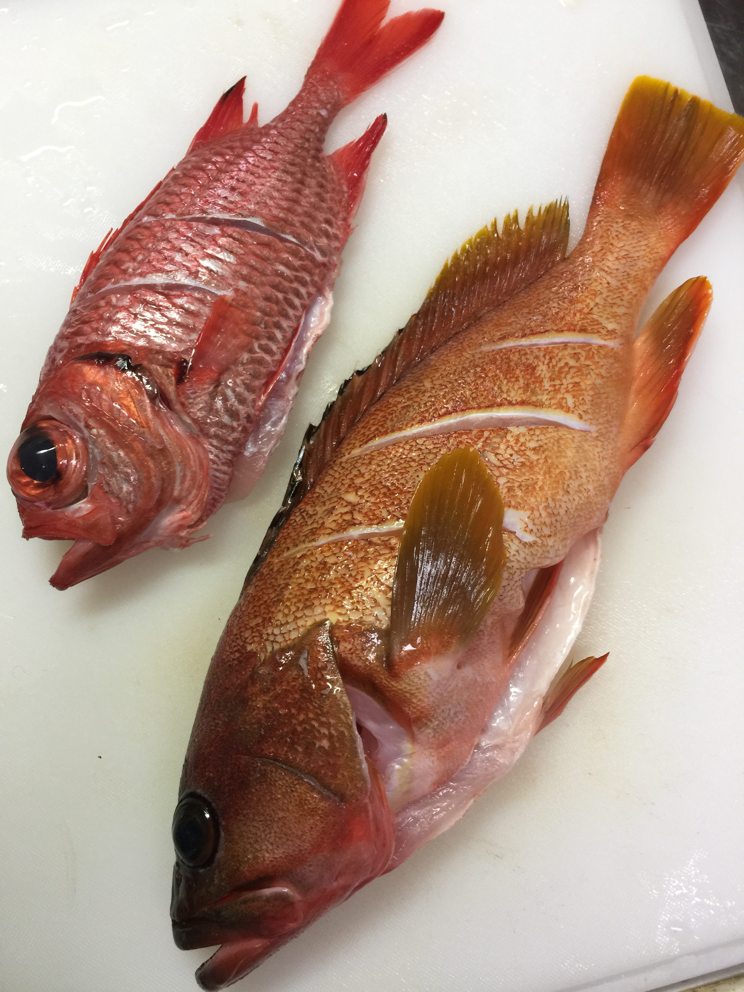鵜来島の魚を食べる アカハタ Fishing Red