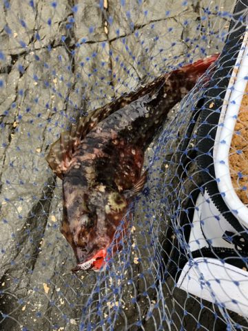 2018 寒グレ釣り 愛媛県日振島の磯は今がアツい！  @FISHING-RED